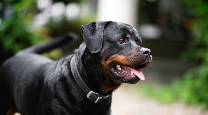 Rottweiler