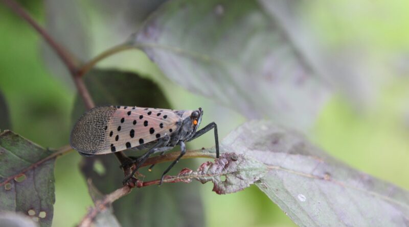 Spotted Lanternfly