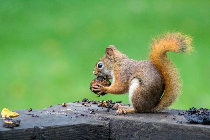 Grey squirrel sitting on tree branch in forest