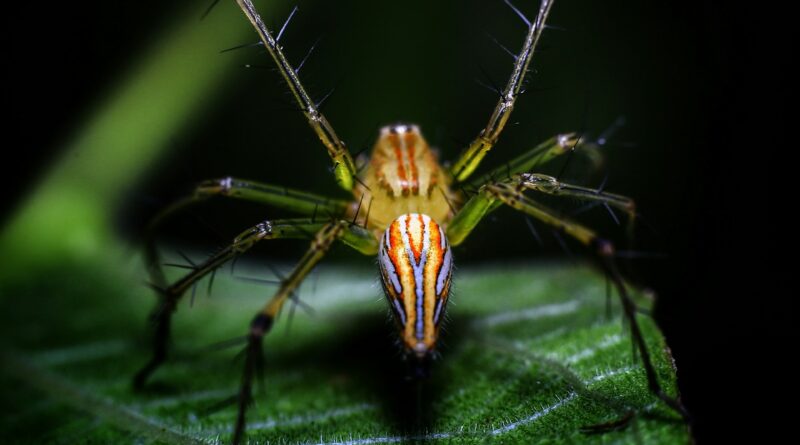 Asian Spider Georgia